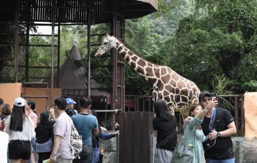 KL06_06062019_ZOO_RAYA