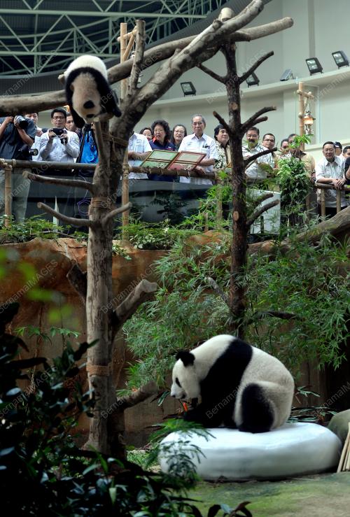 KL06_07042016_PANDA_NUAN