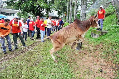 DAGING_KORBAN