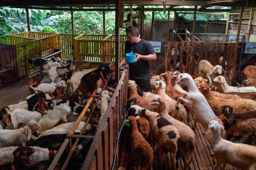 PENTERNAK KAMBING YANG ANEH
