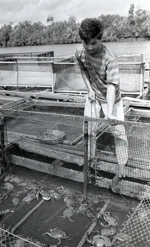 KHASIAT KETAM