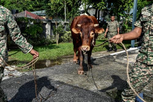 LEMBU SADO TRAK ATM