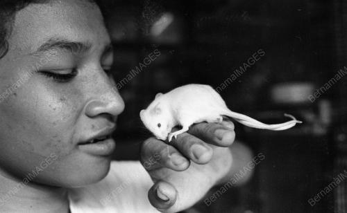 KL06_18022015_TIKUS_PUTIH