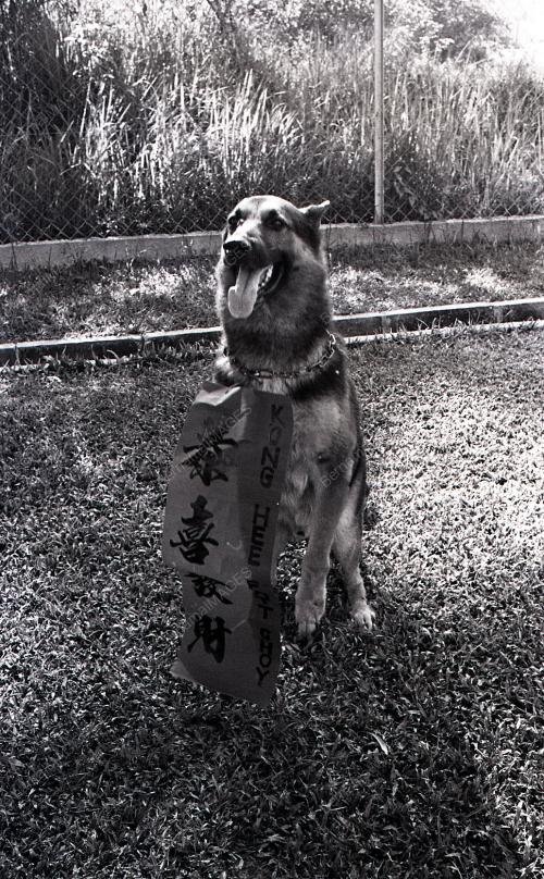 TAHUN ANJING