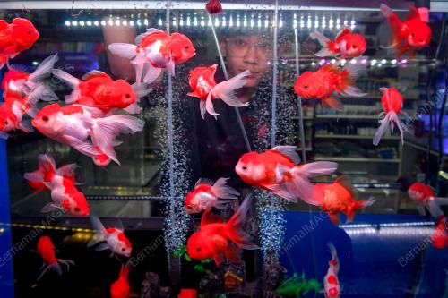 INDUSTRI IKAN HIASAN MENINGKAT EKONOMI