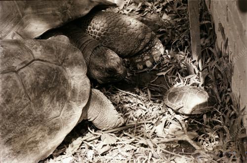 ZOO NEGARA