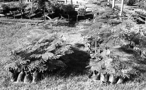 INSTANT TREES