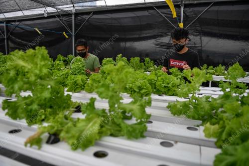 KEBUN SAYUR ORGANIK FRESH GROWCER