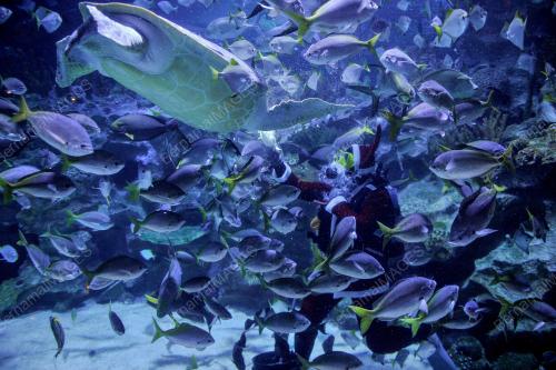 SANTA CLAUS AQUARIA KLCC