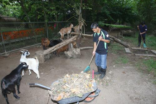 KL06_27022011_KAMBING