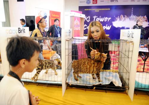 KL06_31012016_KUCING