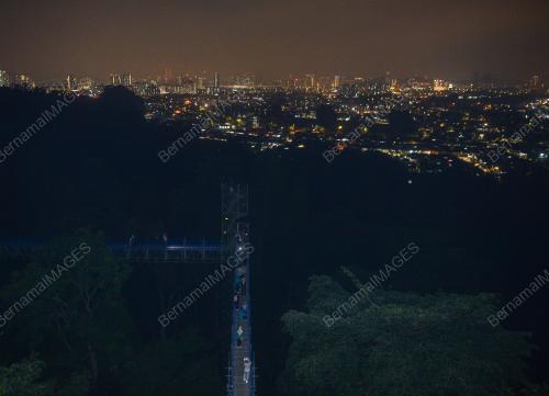 FOREST SKYWALK NIGHT