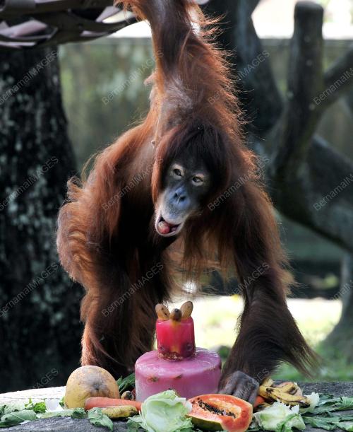KL06_31122015_ZOO