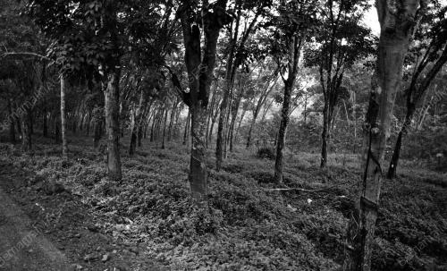 KL07_04022015_LADANG_GETAH