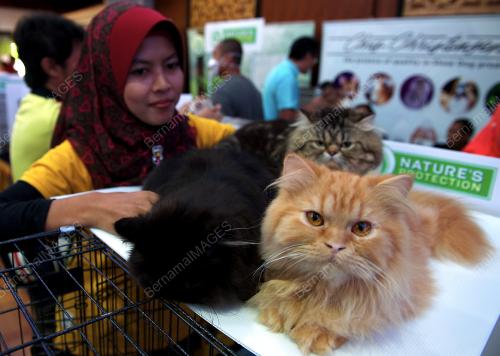 KL07_06032016_KUCING