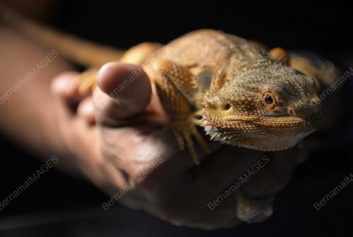 KL07_07102018_PET_EXPO