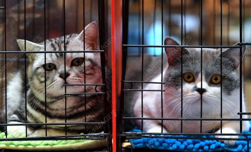 KL07_09032019_KUCING_BN201903052404