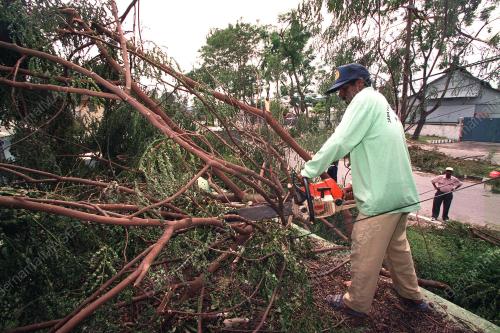 PETUGAS MPPJ POTONG POKOK