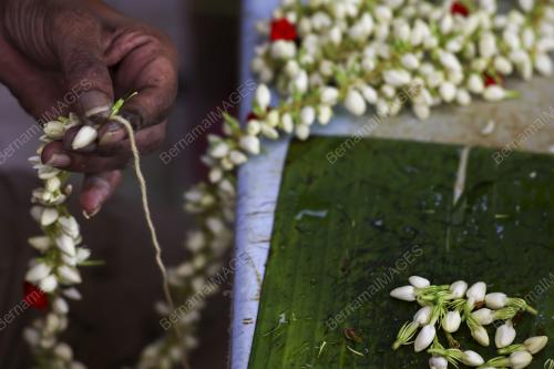 PENGUSAHA BUNGA MALAI