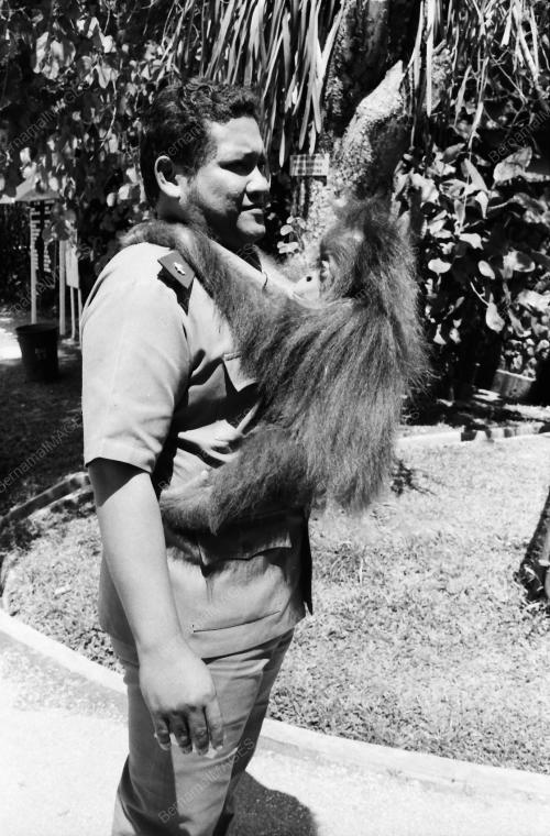 MONYET DI ZOO NEGARA