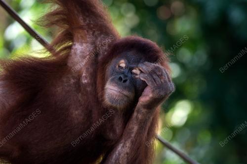 ZOO SELURUH NEGARA PERLU RM8 JUTA TAMPUNG KOS OPERASI