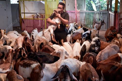 PENTERNAK KAMBING YANG ANEH