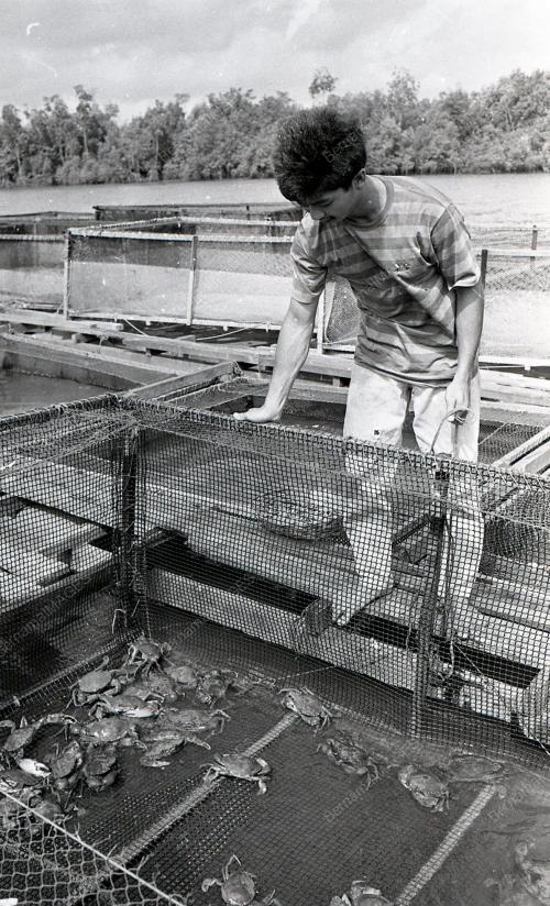 KHASIAT KETAM