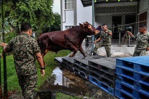 LEMBU SADO TRAK ATM