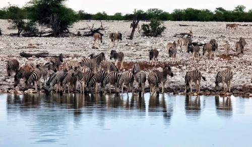 MISI PENJELAJAHAN 'OUT IN AFRIKA'