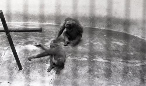 ZOO