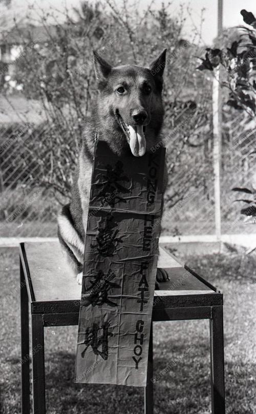 TAHUN ANJING