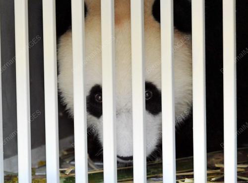 KL07_21052014_PANDA_ZOO