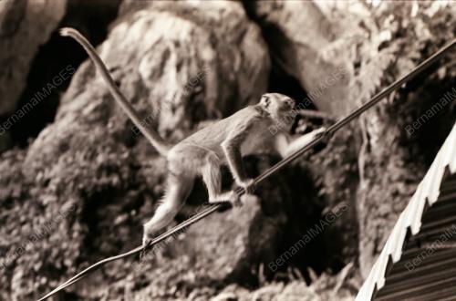 MONYET DI BATU CAVES