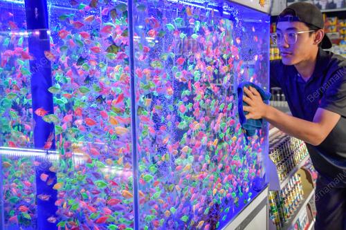 INDUSTRI IKAN HIASAN MENINGKAT EKONOMI