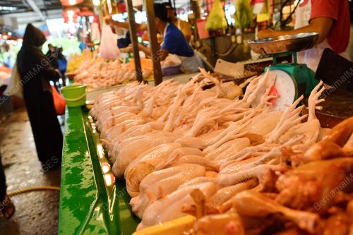 TINJAUAN AYAM HARGA SILING BAHARU