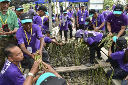TANAMAN POKOK BAKAU KOMUNITI