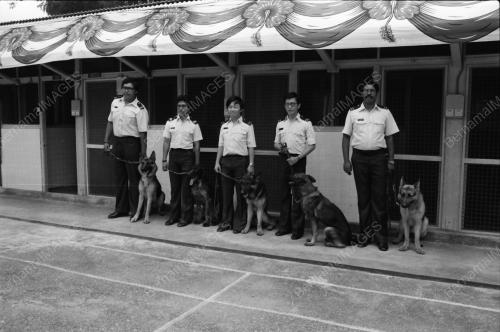 ANJING PENGESAN