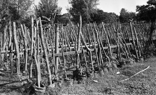 INSTANT TREES