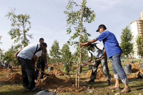 TANAM_POKOK