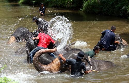 GAJAH