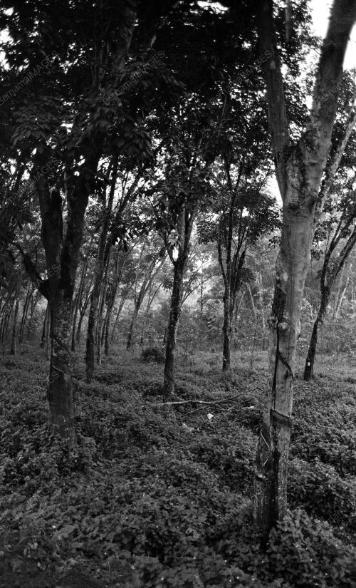 KL08_04022015_LADANG_GETAH