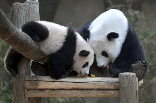 KL08_07042016_PANDA_NUAN