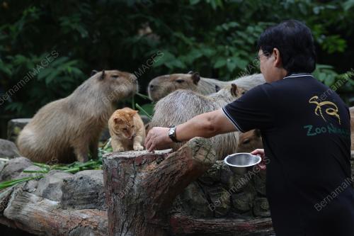 OYEN DI ZOO NEGARA