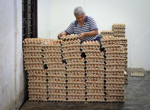 TINJAUAN SUBSIDI HARGA TELUR