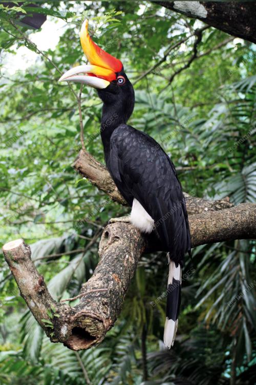 KL08_10082015_ENGGANG_BADAK