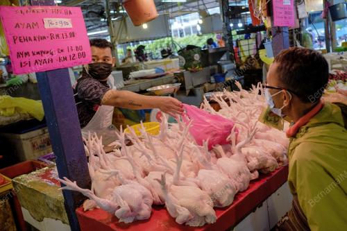 TINJAUAN HARGA AYAM BERSIH