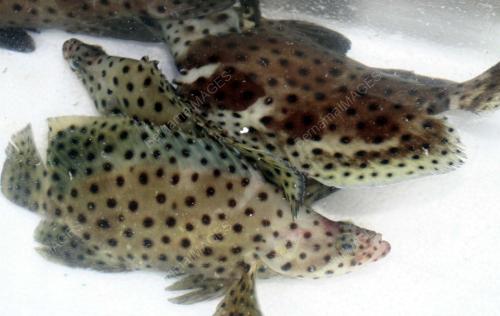 IKAN KERAPU