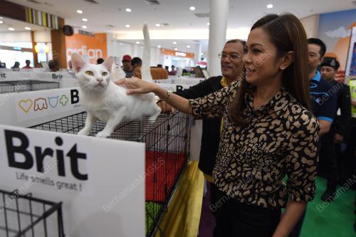 KL08_12012019_KUCING_BN201901117927
