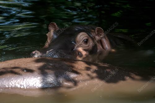ZOO SELURUH NEGARA PERLU RM8 JUTA TAMPUNG KOS OPERASI