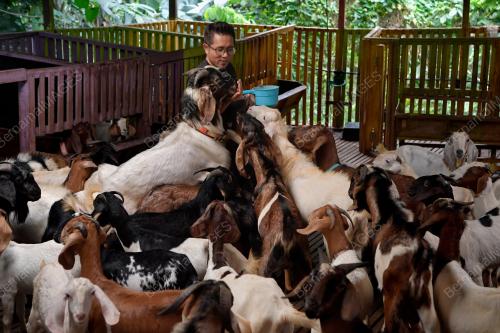PENTERNAK KAMBING YANG ANEH